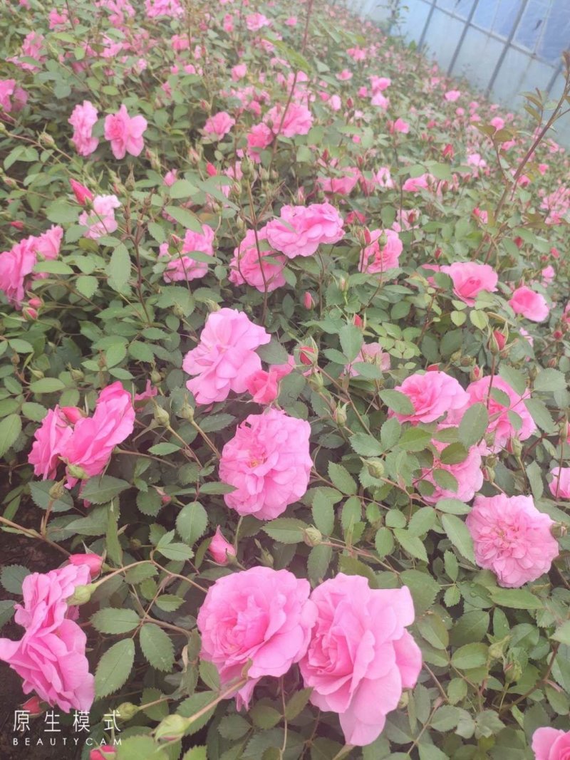 丰花月季耐寒红花月季容器苗刺玫花灌木价格合理