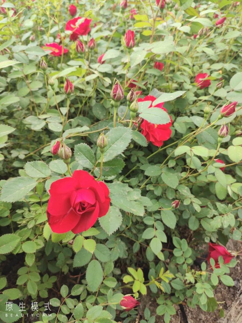 丰花月季耐寒红花月季容器苗刺玫花灌木价格合理