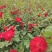 丰花月季耐寒红花月季容器苗刺玫花灌木价格合理