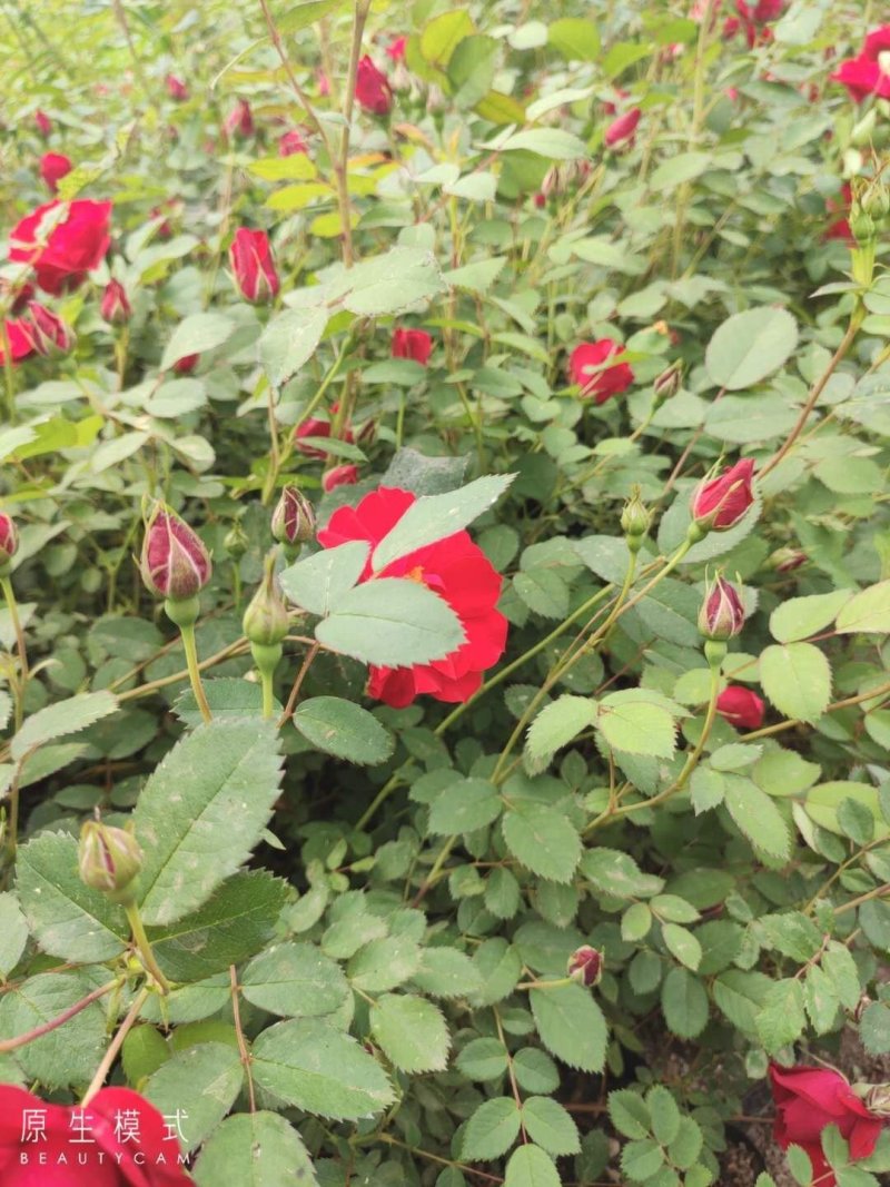 丰花月季耐寒红花月季容器苗刺玫花灌木价格合理