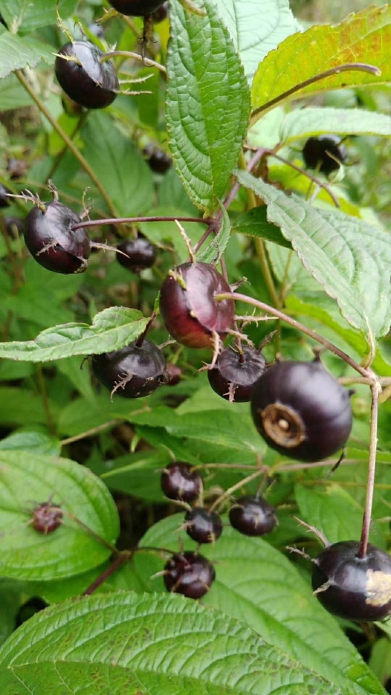 第三代奇特养生果蜘蛛果基地直供一件代发