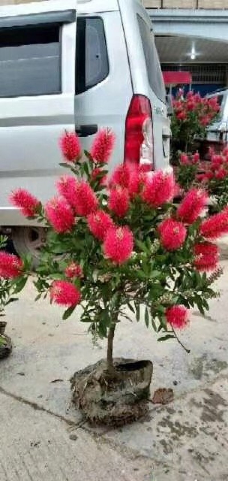 红千层大量供应5公分6公分7公分8公分欢迎老板选购