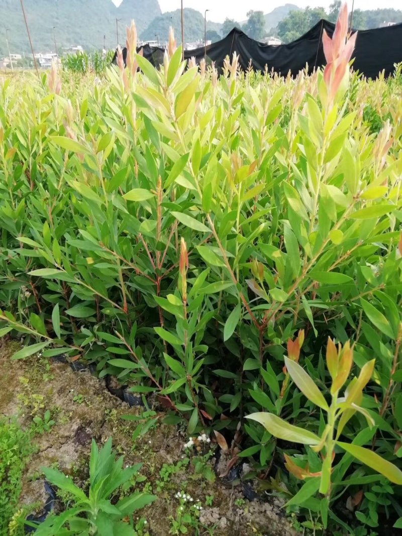 红千层大量供应5公分6公分7公分8公分欢迎老板选购