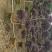 造型红继木高两米欢迎老板选购，具体情况详谈