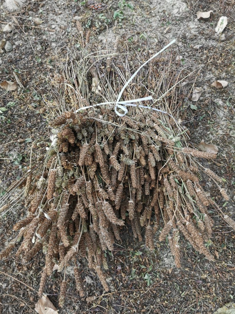 夏枯球中药材产地现货质优价廉可视频看货欢迎电联