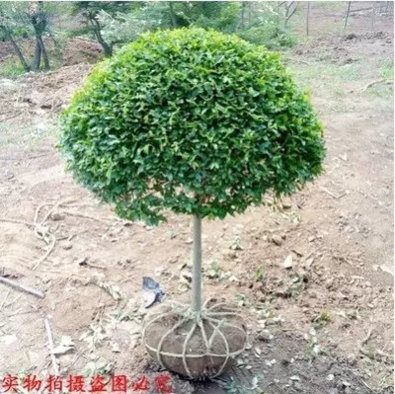 苗圃直销造型小叶女贞盆景树
