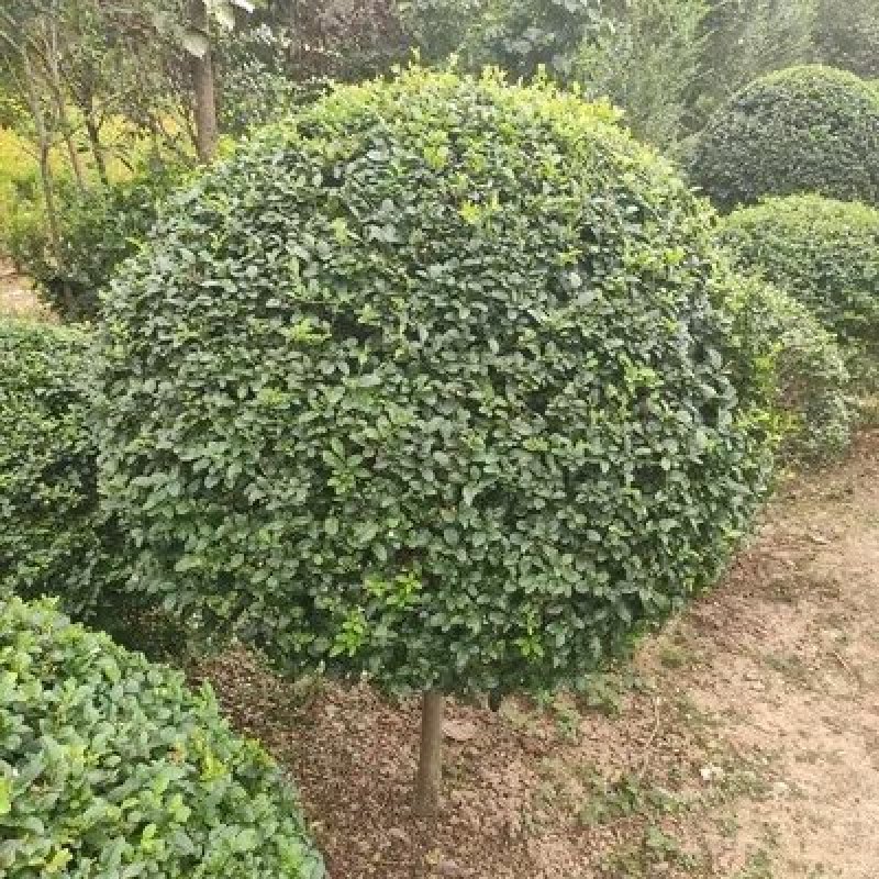 苗圃直销造型小叶女贞盆景树