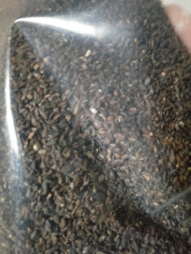 车前子！规格齐全！产地直销一手货源价格优！