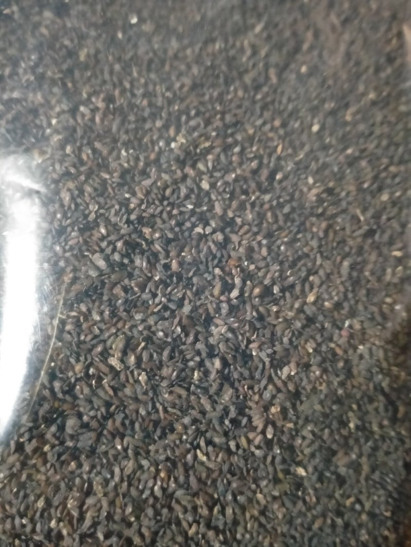 车前子！规格齐全！产地直销一手货源价格优！
