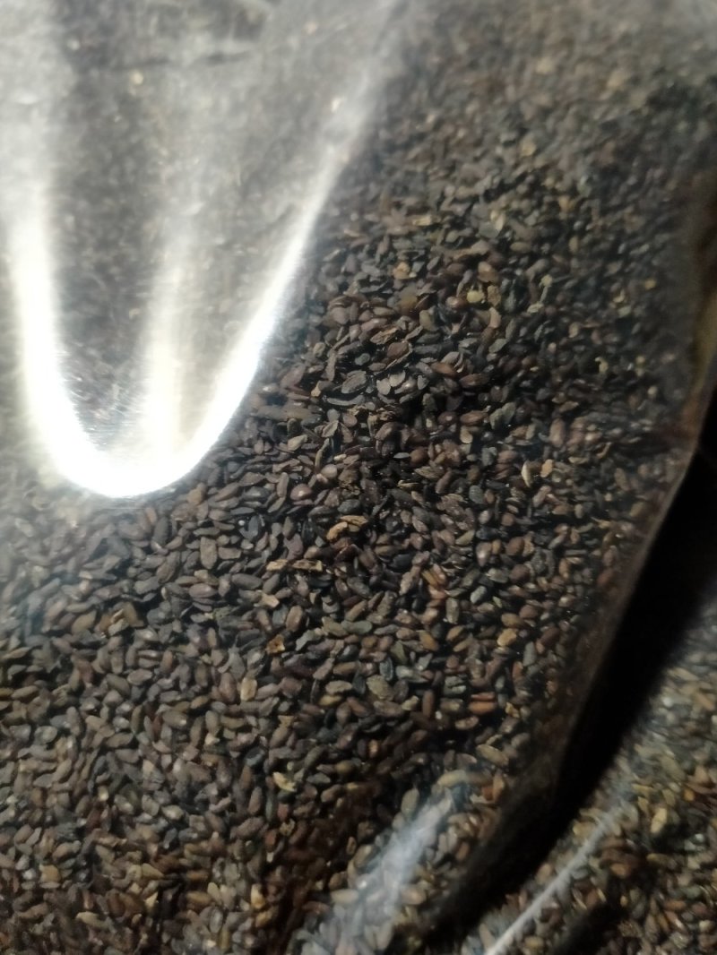 车前子！规格齐全！产地直销一手货源价格优！