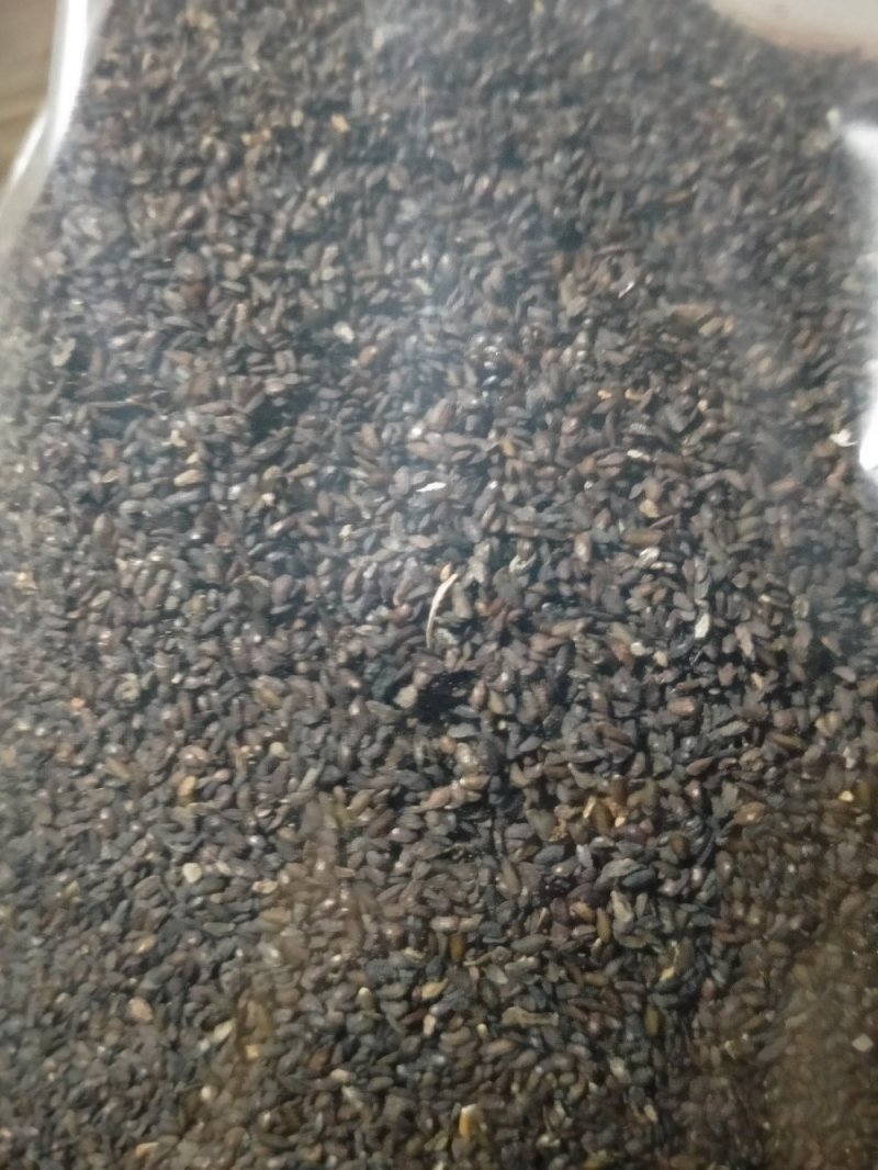 车前子！规格齐全！产地直销一手货源价格优！