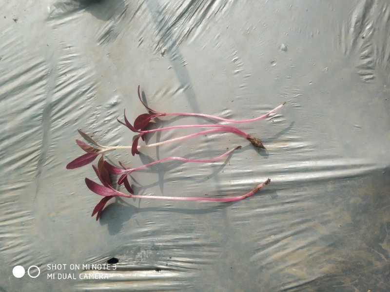 食用花草