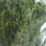 食用花草