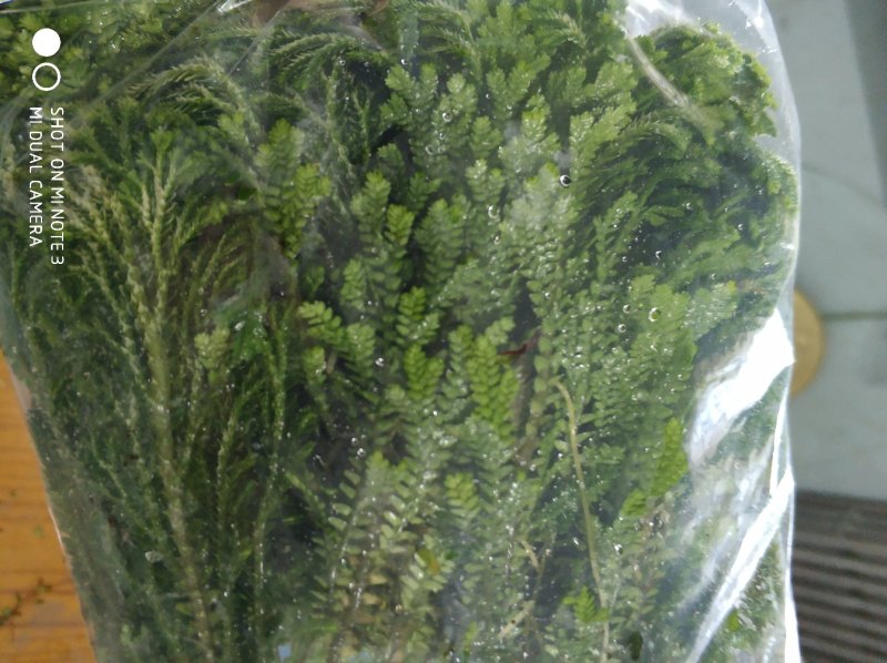 食用花草