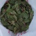 食用花草