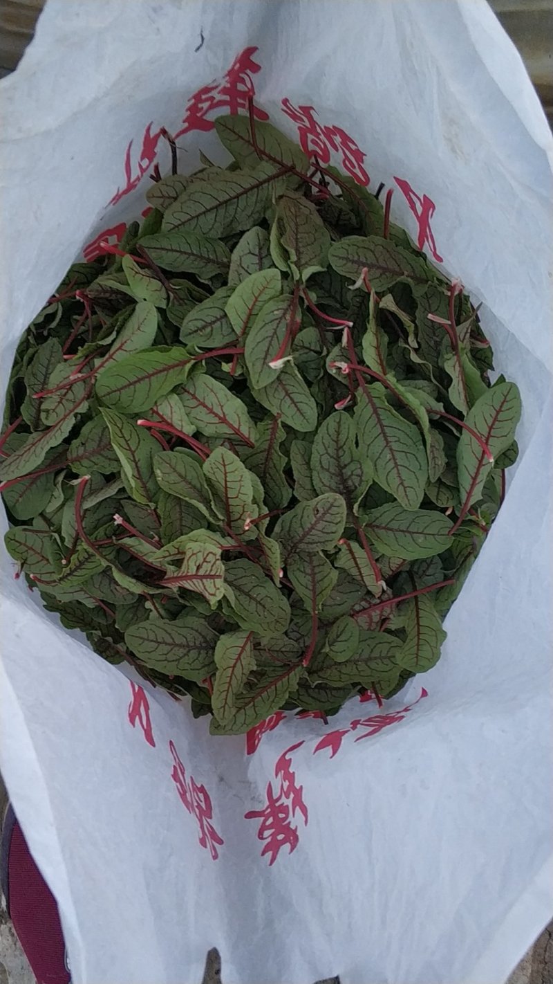 食用花草