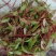 食用花草
