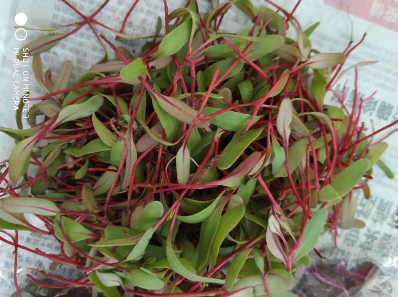 食用花草