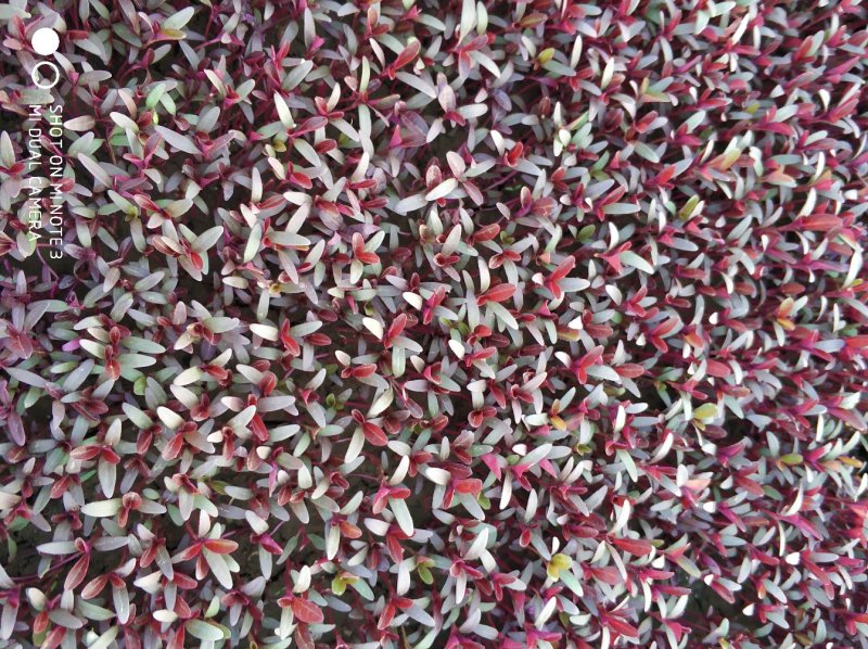 食用花草