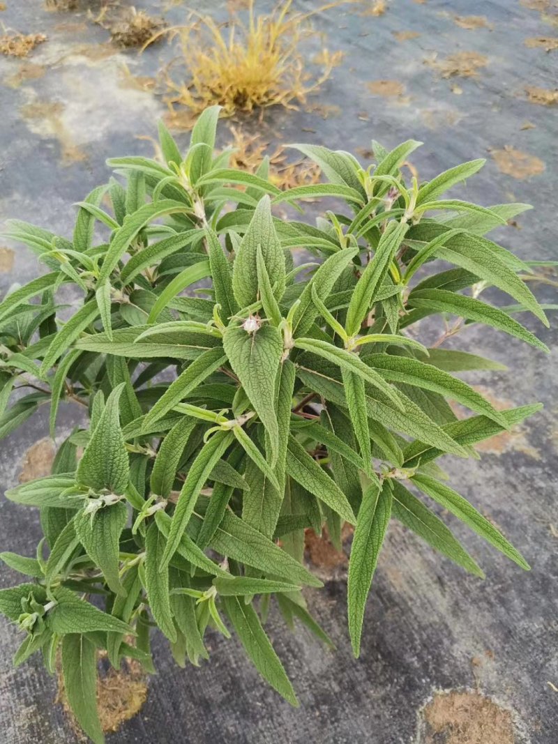 精品鼠尾草，鼠尾草小杯，鼠尾草大杯，加仑杯