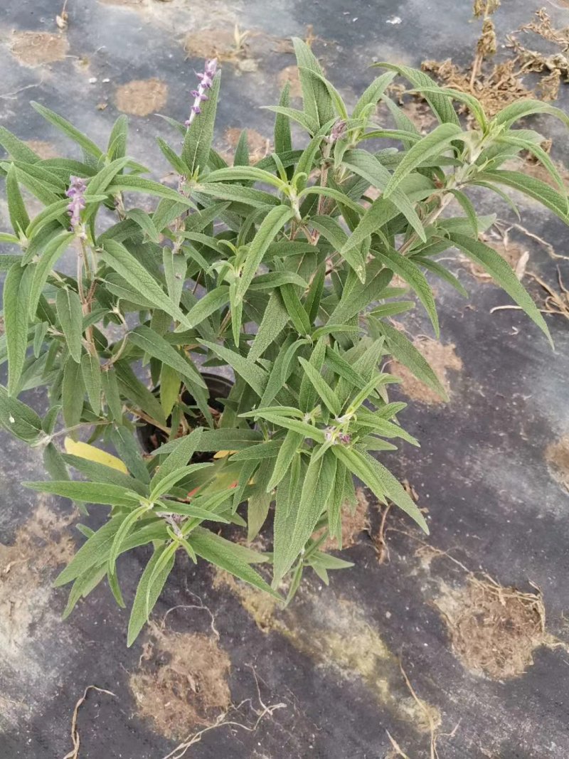 精品鼠尾草，鼠尾草小杯，鼠尾草大杯，加仑杯