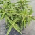 精品鼠尾草，鼠尾草小杯，鼠尾草大杯，加仑杯