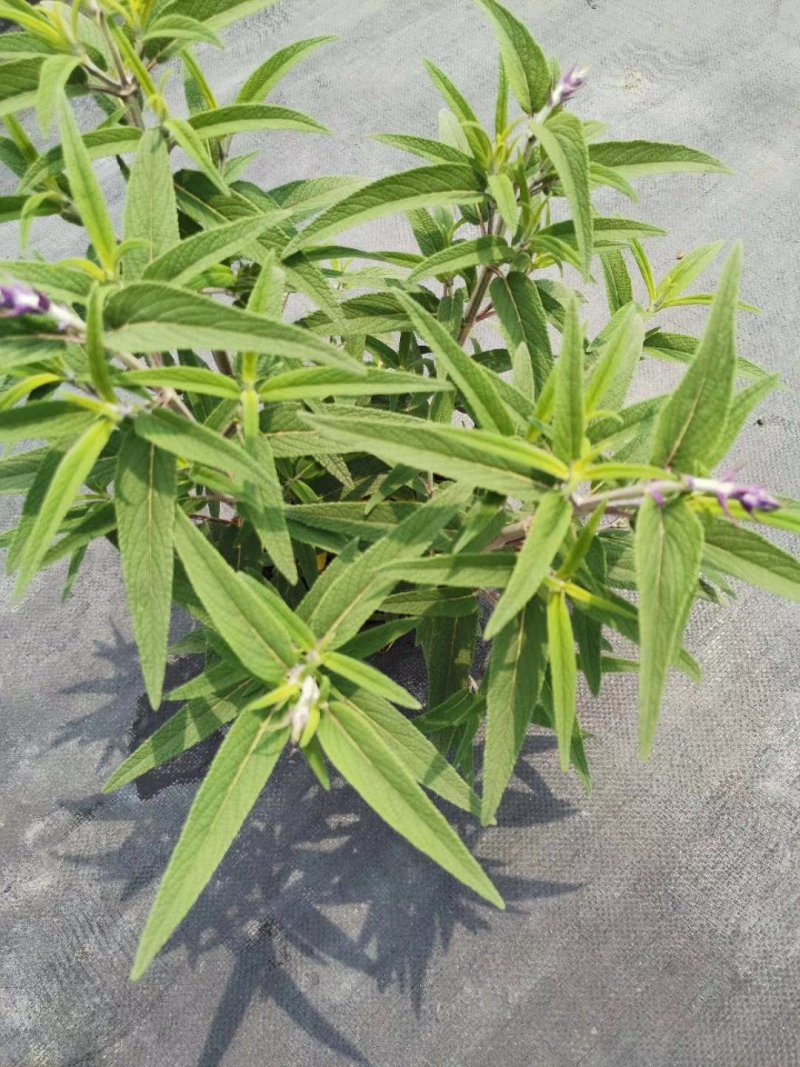 精品鼠尾草，鼠尾草小杯，鼠尾草大杯，加仑杯
