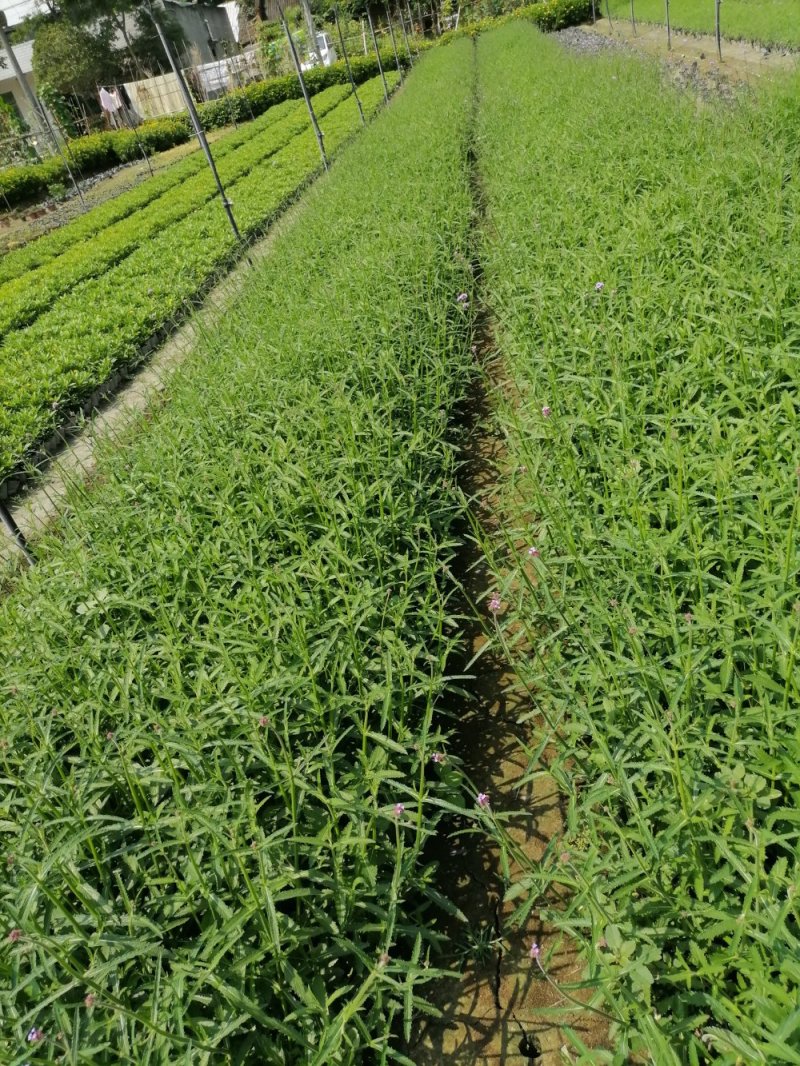 精品鼠尾草，鼠尾草小杯，鼠尾草大杯，加仑杯