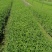 精品鼠尾草，鼠尾草小杯，鼠尾草大杯，加仑杯