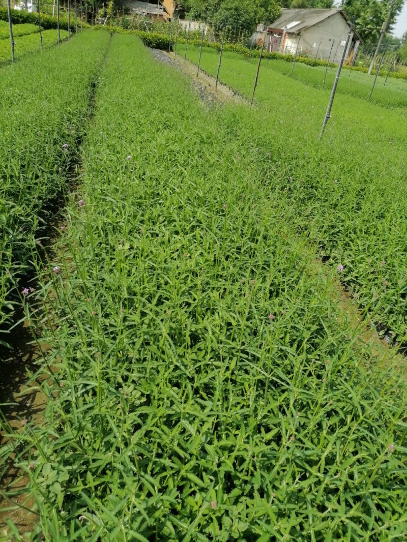 精品鼠尾草，鼠尾草小杯，鼠尾草大杯，加仑杯