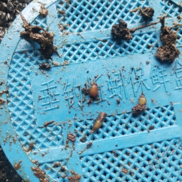 蚯蚓卵大平二号蚯蚓活体蚯蚓蛋蛋