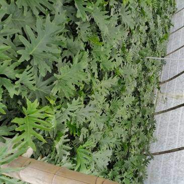 精品海芋，海芋杯苗20-45升