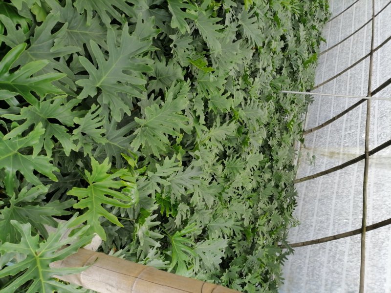 精品海芋，海芋杯苗20-45升