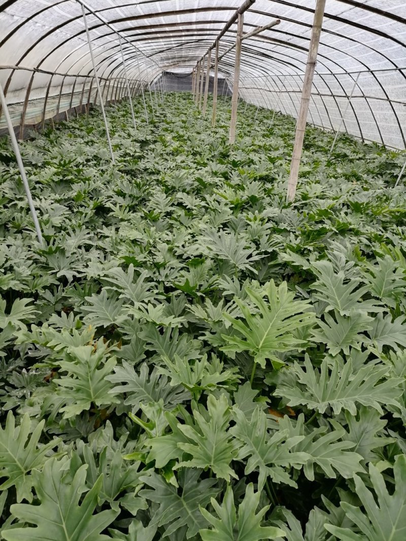 精品海芋，海芋杯苗20-45升