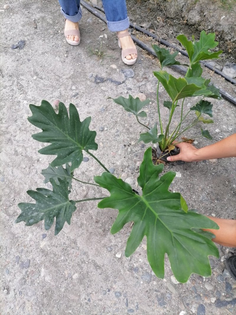 精品海芋，海芋杯苗20-45升