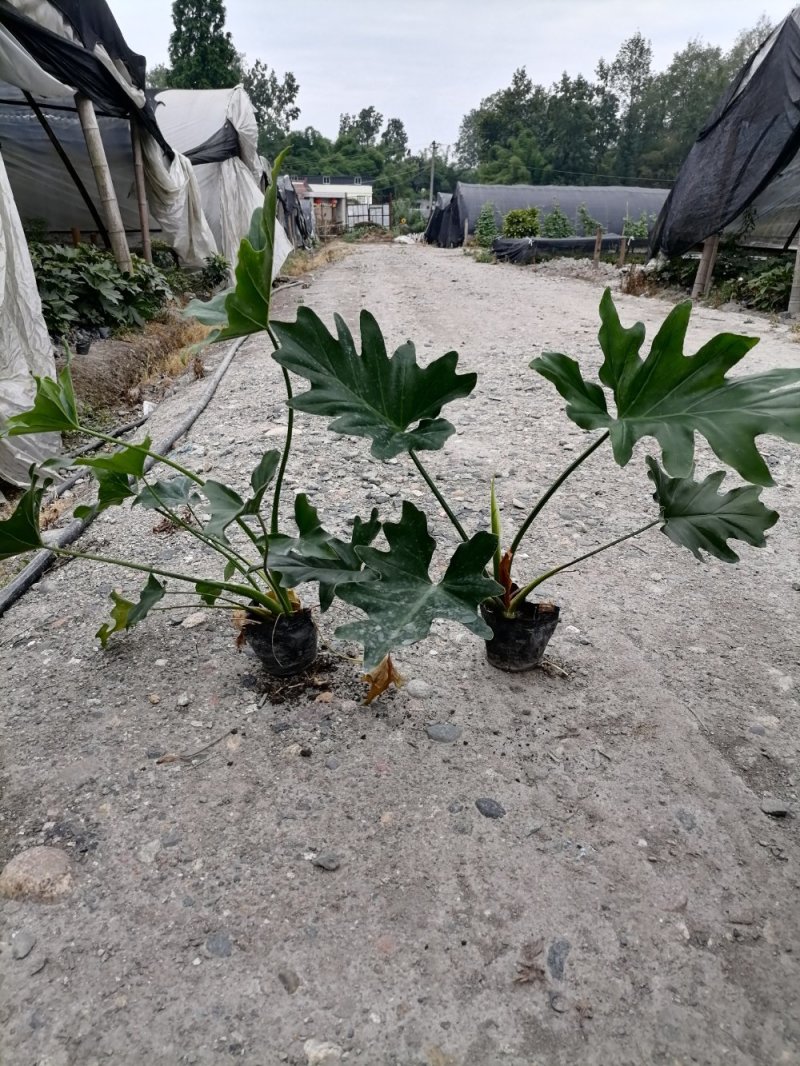 精品海芋，海芋杯苗20-45升