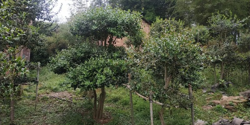 杨梅苗绿化苗木等等等