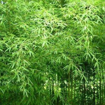 供应，早园竹，刚竹，3-4公分
