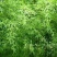 供应，早园竹，刚竹，3-4公分