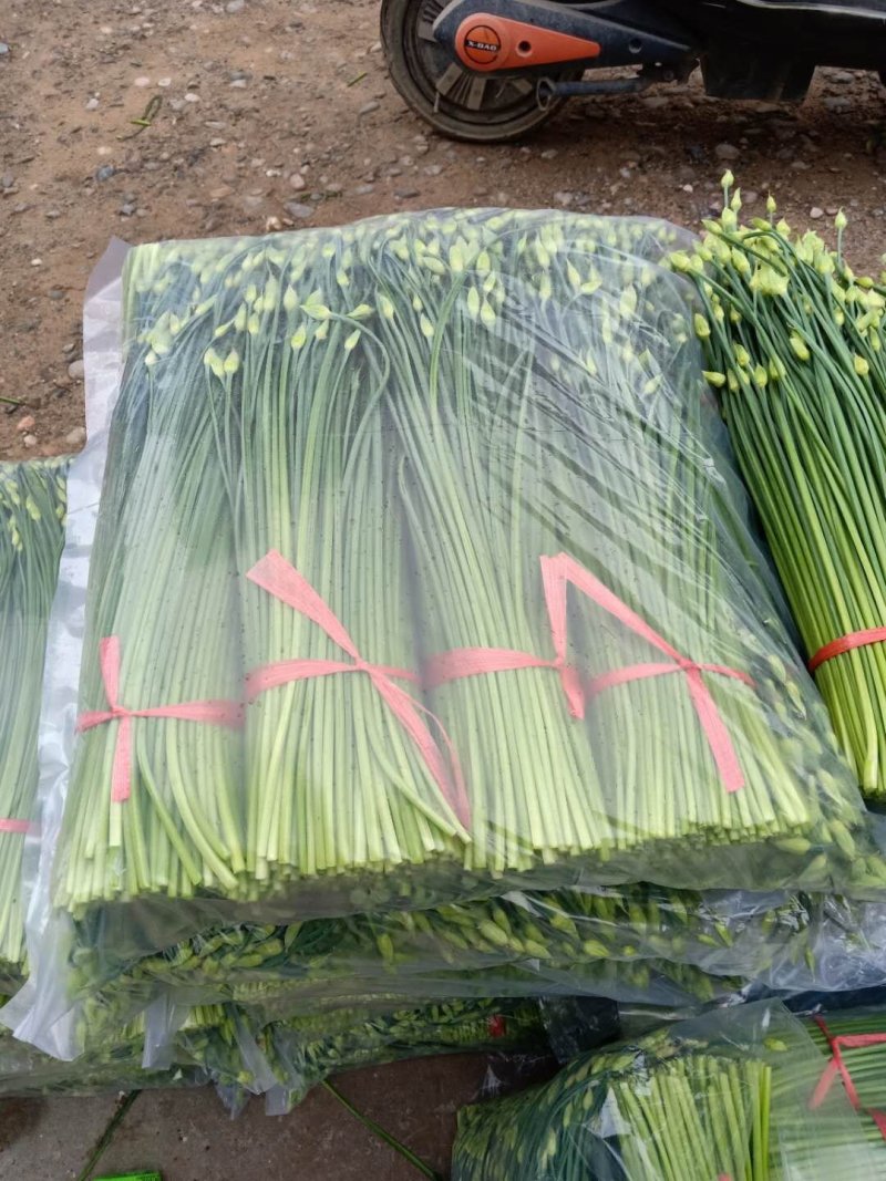 万亩韭菜基地精品韭苔货源稳定诚寻合作质量保证
