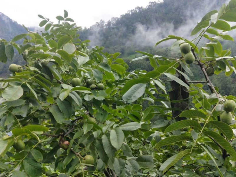 热销产品产地直供青皮核桃，四川大凉山800万亩种植基地，
