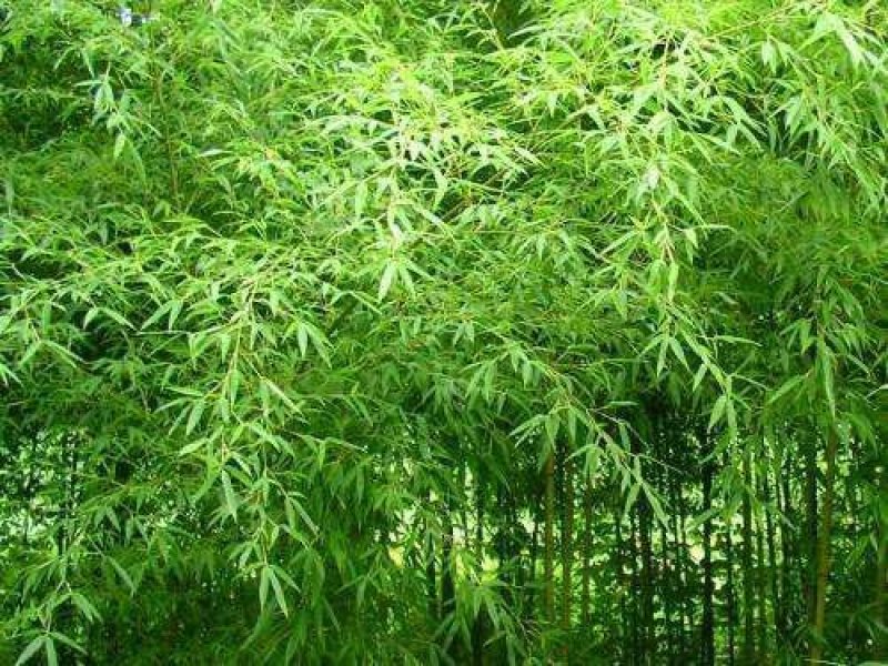 供应，早园竹2米-5米