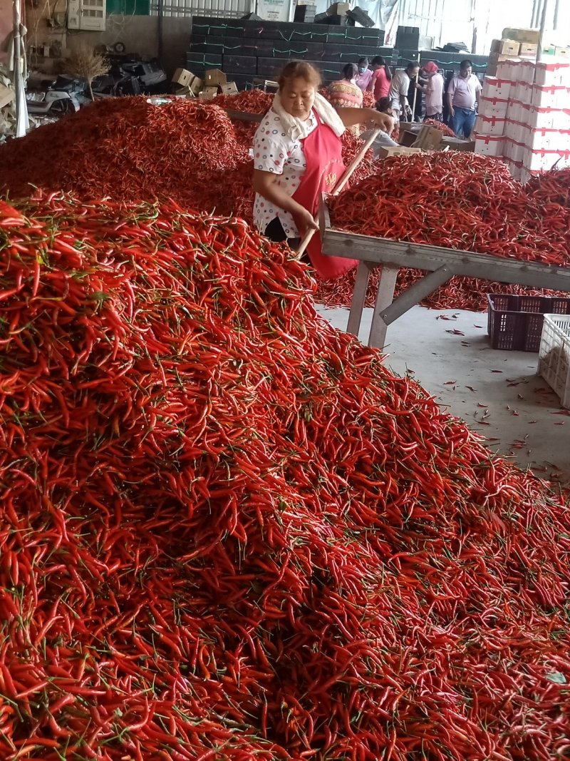 鲜辣椒