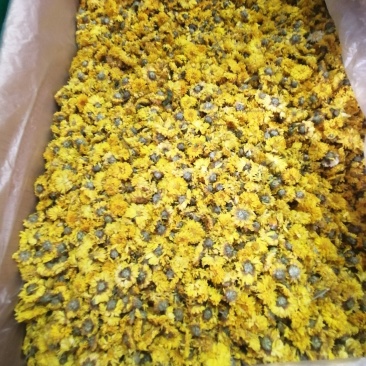 野生的野菊花无硫泡茶喝的含量高