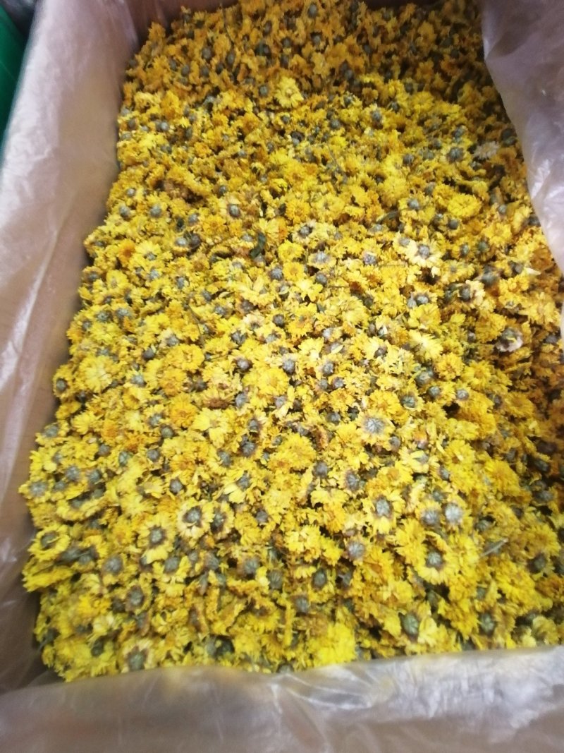 野生的野菊花无硫泡茶喝的含量高