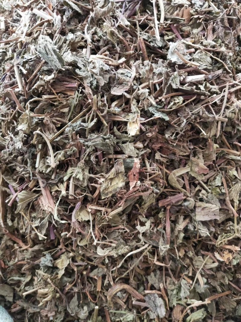薄荷野生薄荷，量多优惠产地直销。。。。。。