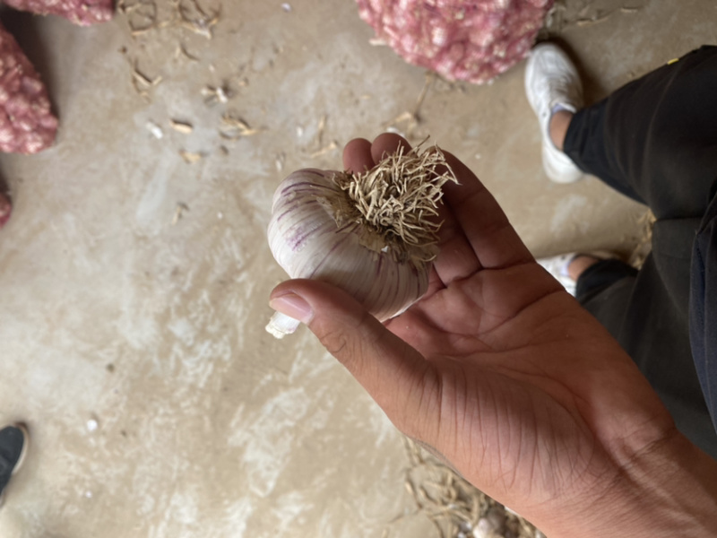 商河大蒜红皮蒜