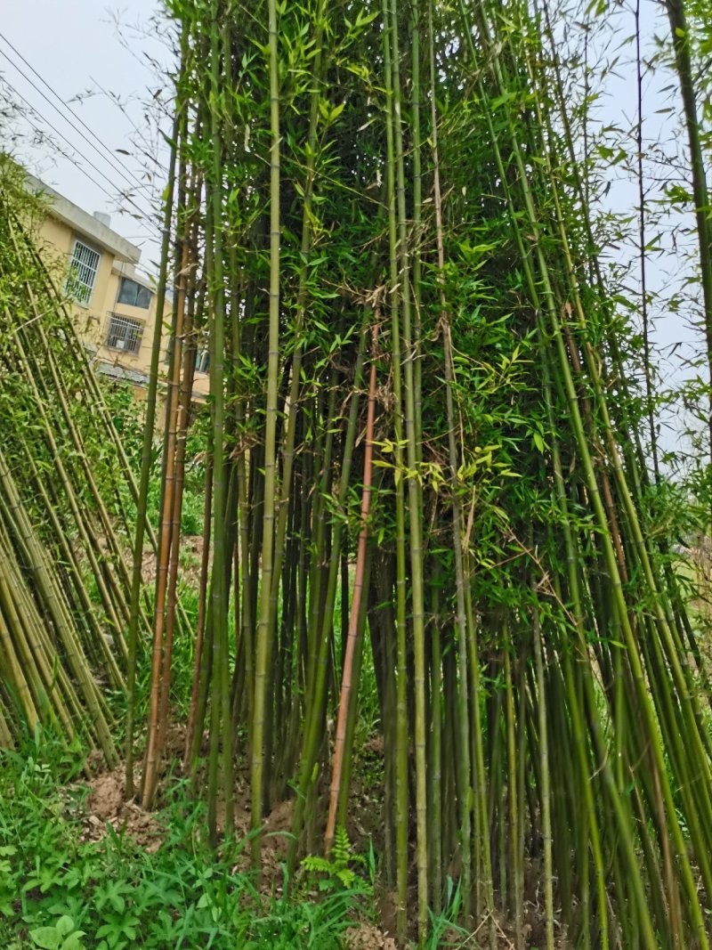 毛竹，各种规格，大量供货有需要的老板电话联系