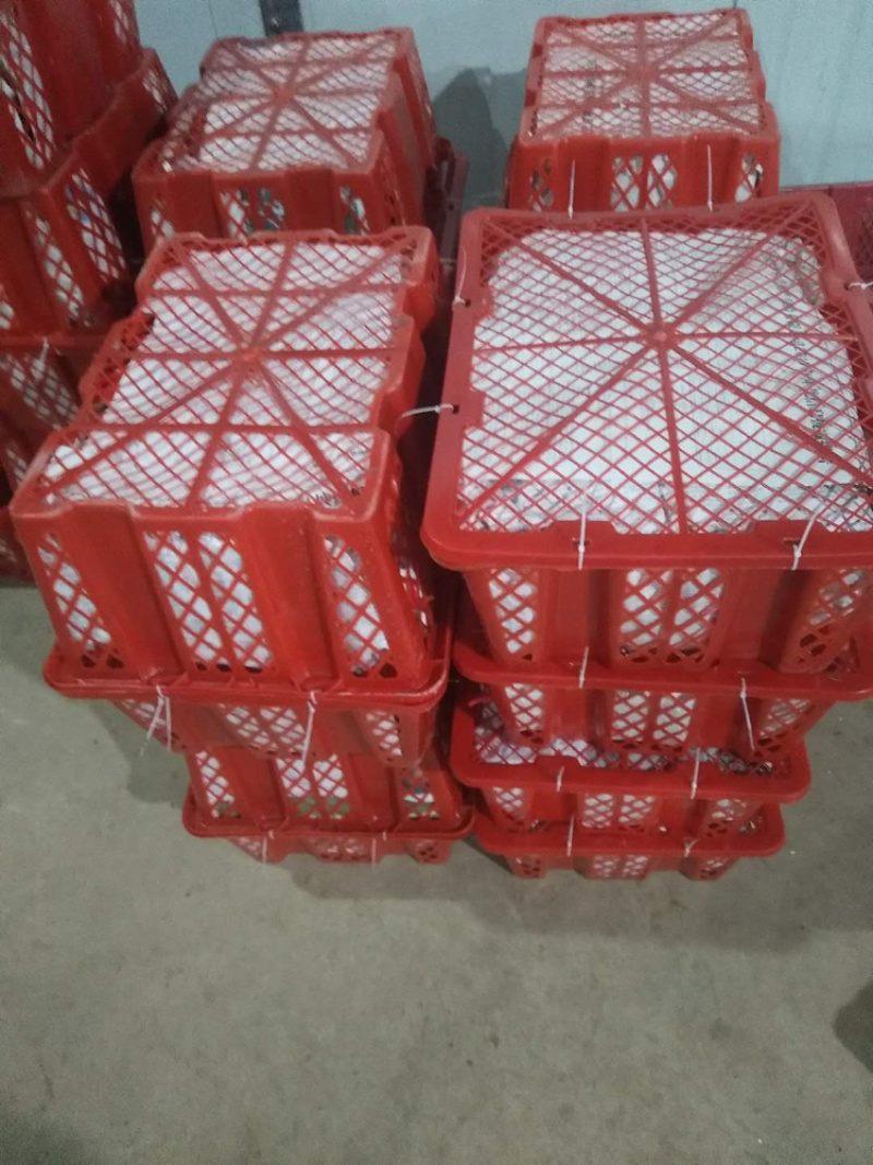 云南文山精品朝天椒艳红大量上市，