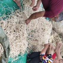 湖南凤凰鱼腥草根，又白又嫩